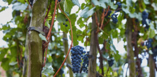 Velkopavlovicko v Národní soutěži vín opanovalo Vinařství Kamil Prokeš. Opět nejlepší a v rekordní konkurenci