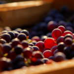 Valpolicella-Trauben-DetaildA╠lConsorzio-Tutela-dei-Vini-Valpolicella