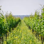 vinicni-trat-hajek-01