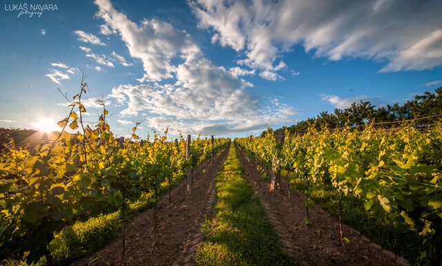 MAGNET NA TURISTY: Vinařství Štěpán Maňák. Vedle medailí nese i titul Nejlepší turistický cíl roku
