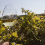 Na-vinicich-Vinnych-sklepu-Kutna-Hora-kde-se-rodi-bila-vina-s-jedinecnym-charakterem.-Zdroj_-Vinne-sklepy-Kutna-Hora