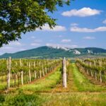 Vinice Château Valtice na Pálavě – Rozlehlé vinice na úpatí Pálavy, kde vznikají kvalitní Svatomartinská vína. Zdroj_ Château Valtice