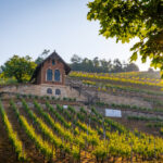 08-Freyburg-Vinice-©-DZTMaciej-Waraksa