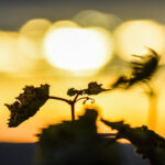 1st-prize_sun_rise_grapevine_abstract