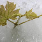 3rd-prize-vine-leaf-and-ice-2
