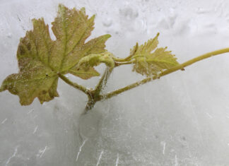 Křehkost planety i zranitelnost révy. Fotografická soutěž OIV zná vítěze