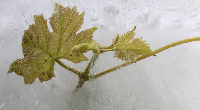 Křehkost planety i zranitelnost révy. Fotografická soutěž OIV zná vítěze