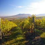CHATEAU_VALTICE_VINICE_PALAVA