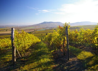 Na Mikulovsku zvítězil Syrah! Morava se ohřívá a Národní soutěž vín zažívá nejedno překvapení