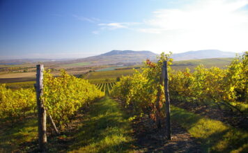 Na Mikulovsku zvítězil Syrah! Morava se ohřívá a Národní soutěž vín zažívá nejedno překvapení