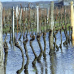 Mention-Flooded-vineyards-in-Bourgueil
