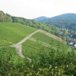 OberdollendorTuristicka-stezky-mezi-vinicemi
