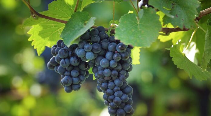 Pohár Karla IV. přináší příležitost pro nejlepší Rýňáky a Rulandské modré