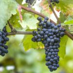 Syrah hrozen_německo