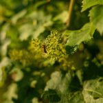 OeWM_Robert-Herbst_bluete_im_weingarten