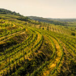 OeWM_Robert-Herbst_kamptal_in_der_bluete_winzerjahr_2021_pov-8