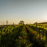 OeWM_www-pov-at_herbst-0209_jpg