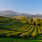 ©Consorzio Tutela Vini Valpolicella (1)