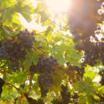 ©Consorzio Tutela Vini Valpolicella (2)