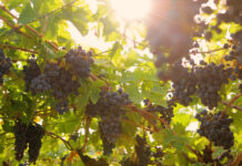 Valpolicella ročník 2024. Deště, krupobití i vedra, ale kvalita je vybojována