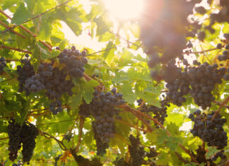 Valpolicella ročník 2024. Deště, krupobití i vedra, ale kvalita je vybojována