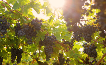 Valpolicella ročník 2024. Deště, krupobití i vedra, ale kvalita je vybojována