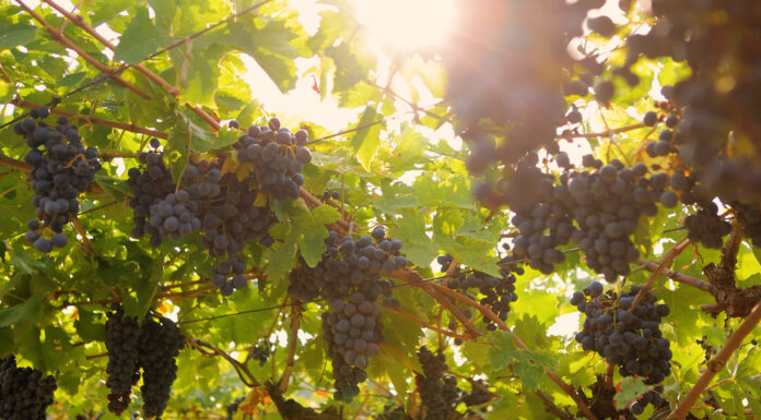 Valpolicella ročník 2024. Deště, krupobití i vedra, ale kvalita je vybojována