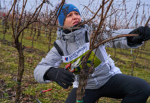 Mistrovství v řezu révy vinné oslavilo „dvacetiny“. Zlaté nůžky vybojoval Tomáš Zámečník pro Vinařství Tetur