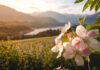 Rozkvetlými loukami i vinicemi za chutěmi i zážitky Trentina