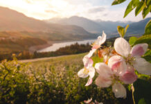 Rozkvetlými loukami i vinicemi za chutěmi i zážitky Trentina
