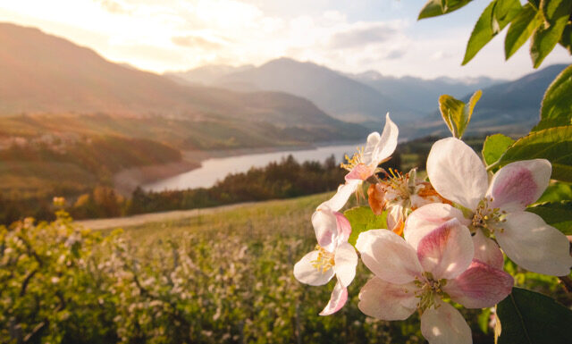 Rozkvetlými loukami i vinicemi za chutěmi i zážitky Trentina