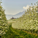 ValdiNon-Meleti-CastelValer_CarloBaroni_38125