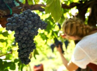 NEZÁVISLÍ VINAŘI ČR POSÍLILI. Josef Valihrach mladší víceprezidentem evropského hnutí