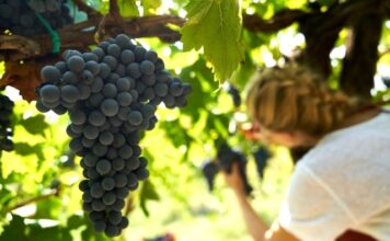 NEZÁVISLÍ VINAŘI ČR POSÍLILI. Josef Valihrach mladší víceprezidentem evropského hnutí