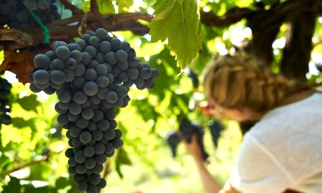 NEZÁVISLÍ VINAŘI ČR POSÍLILI. Josef Valihrach mladší víceprezidentem evropského hnutí