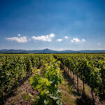 Guado al tasso_Antinori_3