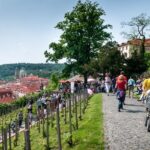Svátek ruzovich vin 2014
