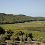 Tenuta Guado al Tasso Antinori