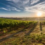Toskansko_zdroj_foto_Global_Wines