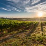 Toskansko_zdroj_foto_Global_Wines