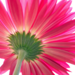 gerbera 2