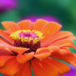 gerbera 3