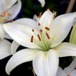 white-lily-flowers