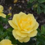 yellow-roses-1423865649hPb