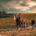 Corpinnat_vinice