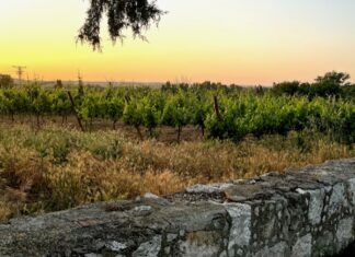 Vinařské stezky v Castilla y León. Ribera del Duero – příběh první Ribera del Duero to je nejen lahodné Tempranillo, ale spousta dalších chutí... Nádherná krajina... Historie... Emoce...