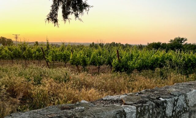 Vinařské stezky v Castilla y León. Ribera del Duero – příběh první Ribera del Duero to je nejen lahodné Tempranillo, ale spousta dalších chutí... Nádherná krajina... Historie... Emoce...