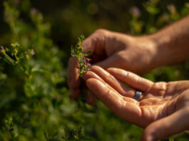 NOVÝ REKORD. Rakousko si udržuje prvenství v ekologickém vinohradnictví. A Česko?