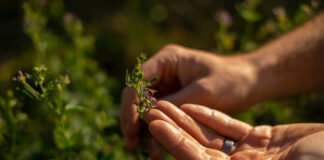 NOVÝ REKORD. Rakousko si udržuje prvenství v ekologickém vinohradnictví. A Česko?