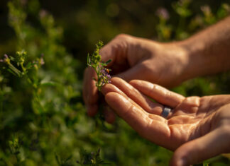 NOVÝ REKORD. Rakousko si udržuje prvenství v ekologickém vinohradnictví. A Česko?